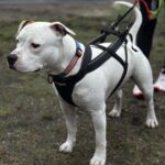 Esimene koertekrossi võistlus jõulumäel IMG_3268