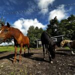 Kaks ja pool hobust karjamaal IMG_8363