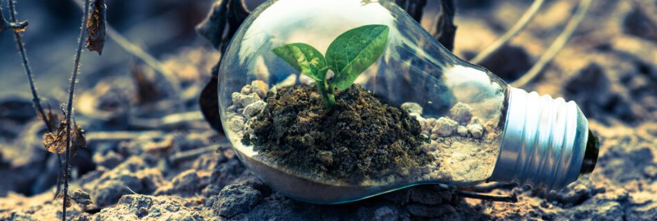 A small plant sprouts in soil inside a light bulb, symbolizing eco-friendly and sustainable growth.
